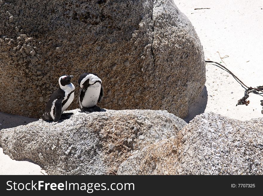 Jackass penguin at The boulders beach