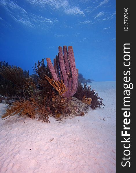 Stove-pipe Sponge (Aplysina archeri) and Sea Rods, Bonaire, Netherlands Antilles