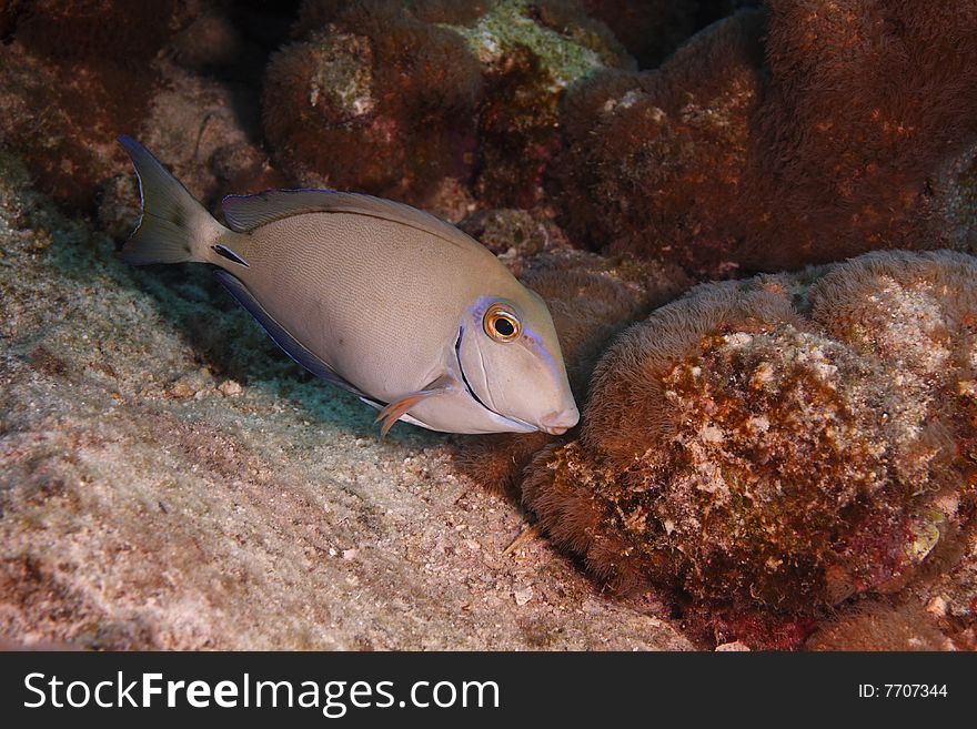 Ocean Surgeonfish (Acanthurus bahianus) swimming along reef, Bonaire, Netherlands Antilles