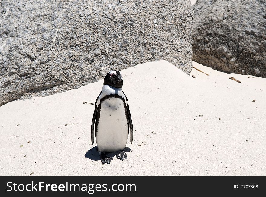 Jackass penguin at The boulders beach