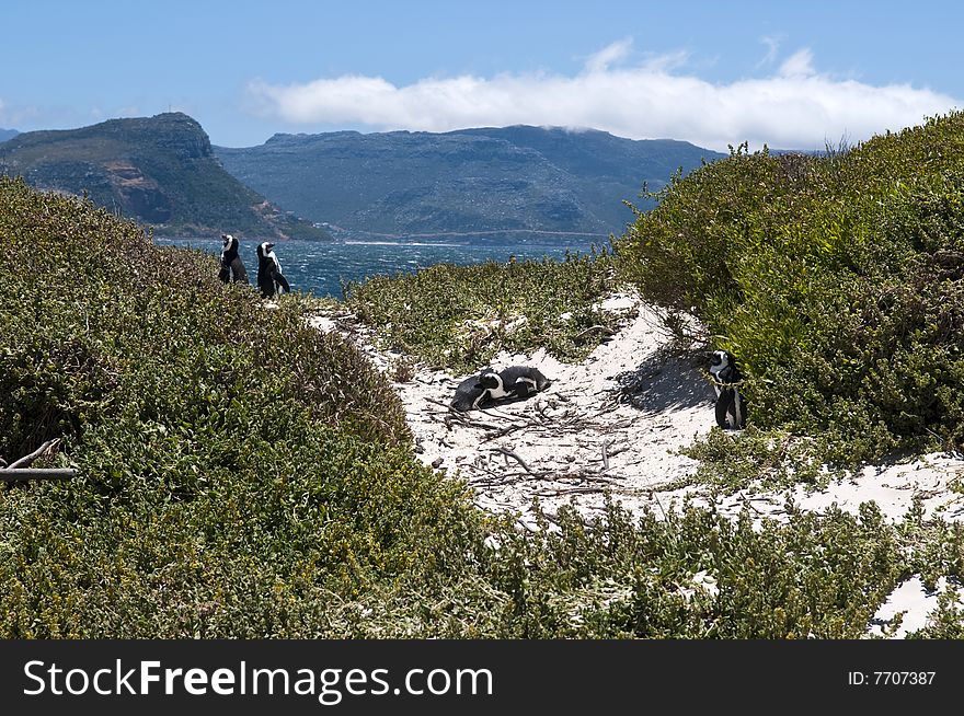 Jackass penguin at The boulders beach