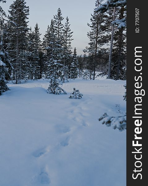 Cold forest. trees in snow. Cold forest. trees in snow.