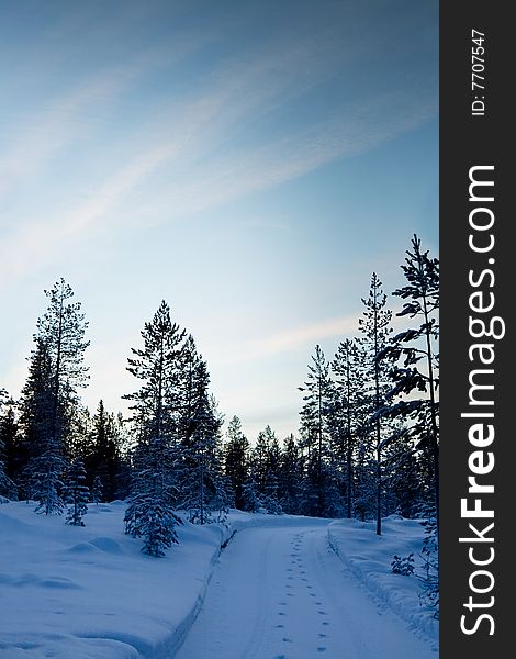 Beauty sky. cold forest. trees in snow.