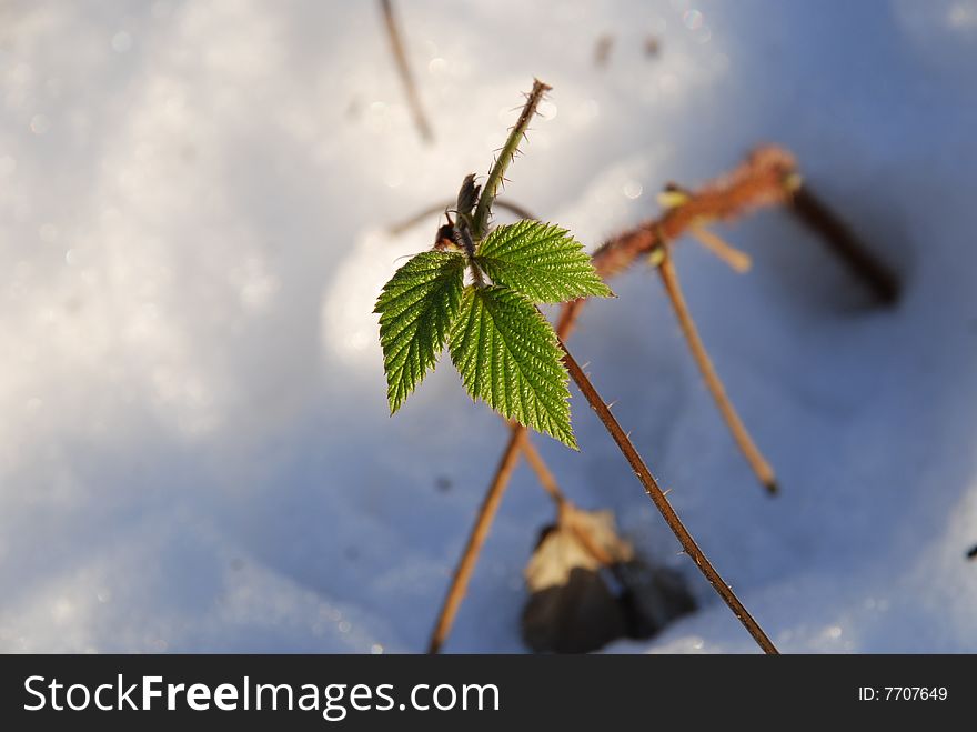 Young branch of a raspberry with green leaves on a snow