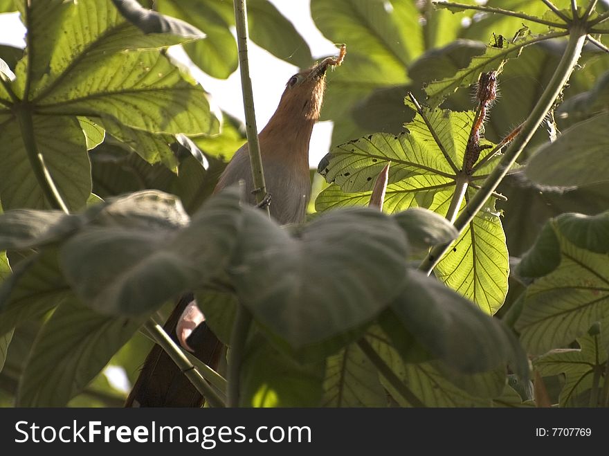 Squirrel Cuckoo Feeding On Caterpillar