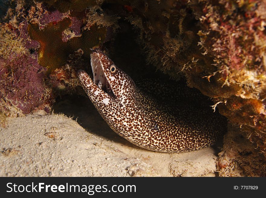 Sharptail Eel (Myrichthys breviceps) with mouth open