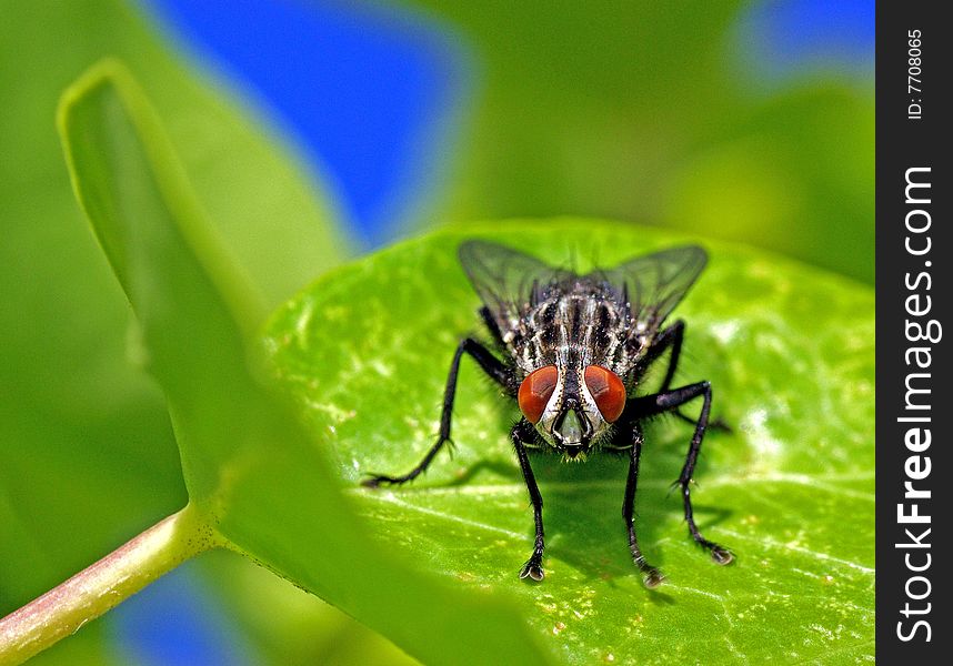 The eyes of a fly that is above a green leaf