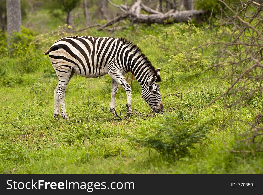 Burchell's Zebra grazing in the Kruger Park, South Africa.
