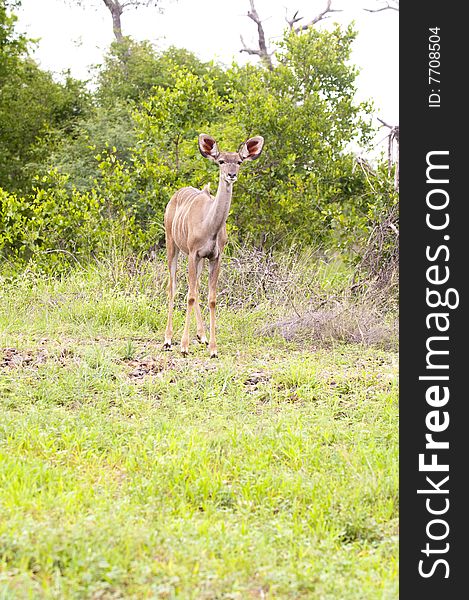 A female kudu, a large species of antelope, on a South African game farm