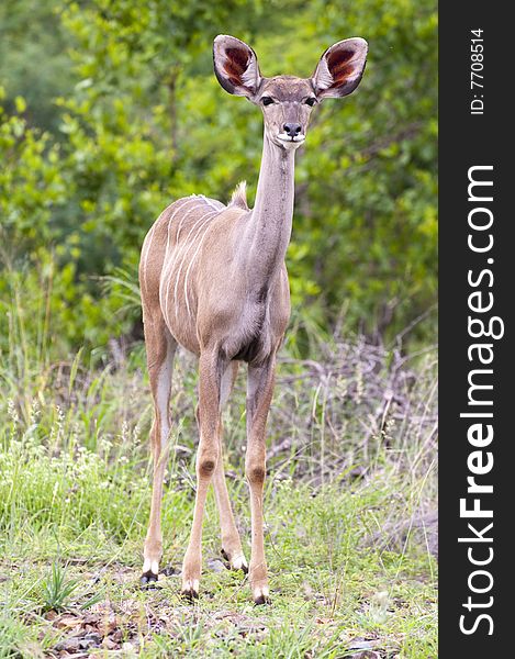 A female kudu, a large species of antelope, on a South African game farm