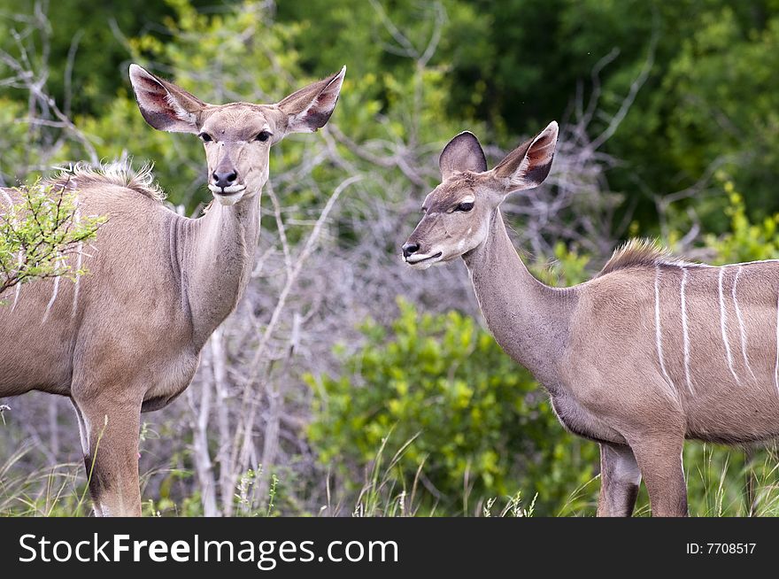 Kudu Mother With Her Cub