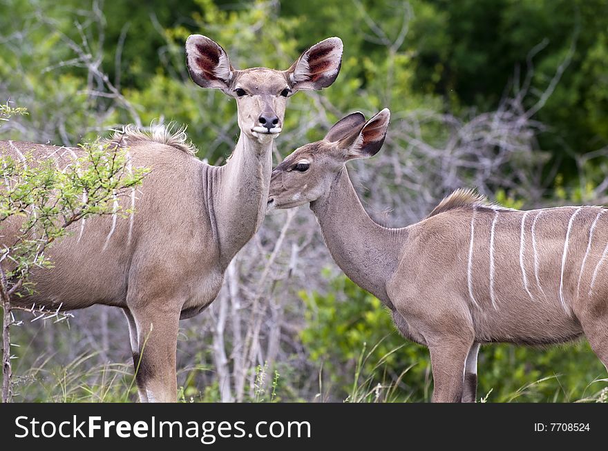 Kudu mother with her cub in Kruger Park
