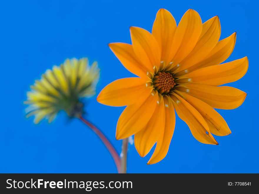 Orange  and yellow flower composition on blue background. Orange  and yellow flower composition on blue background