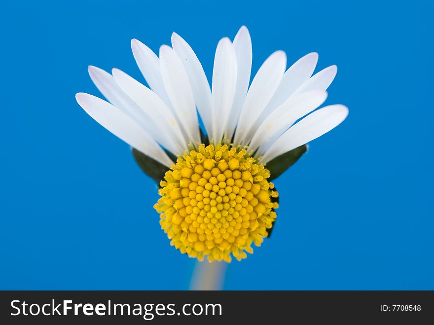 Broken white daisy on blue background