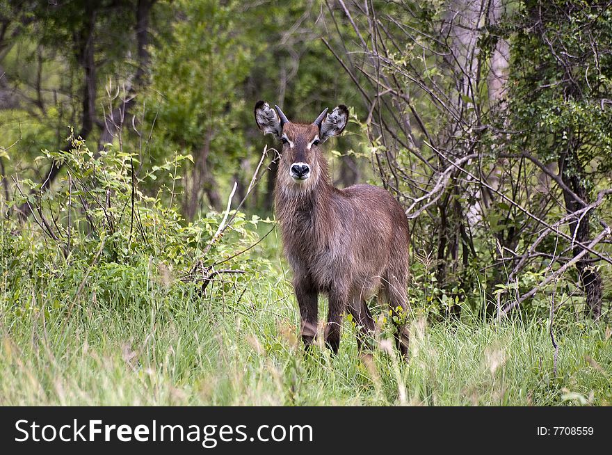 Young Male Waterbuck