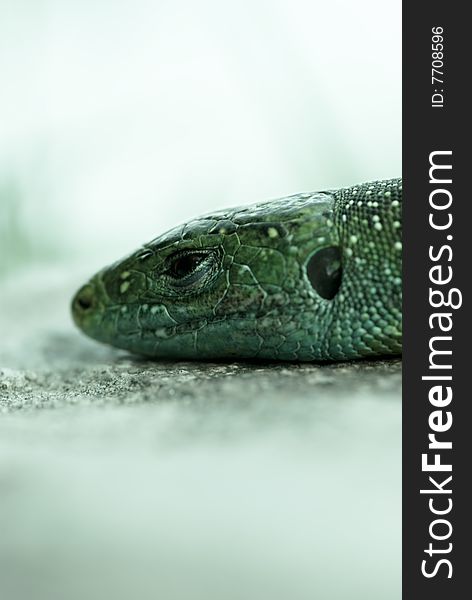 Green Lizard head close-up