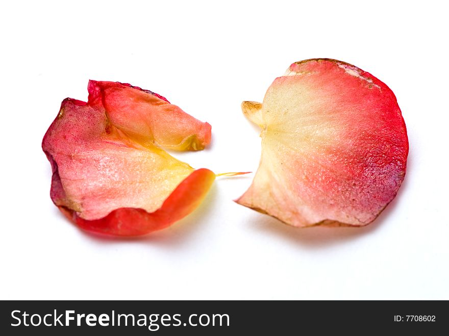 Two red and yellow petals composition on white background