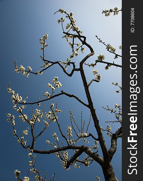 Flowers on tree branch against blue sky. Flowers on tree branch against blue sky