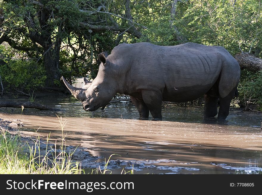 Rhino In Kruger Park