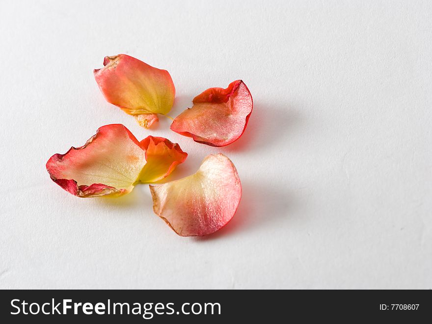 Four red and yellow petals