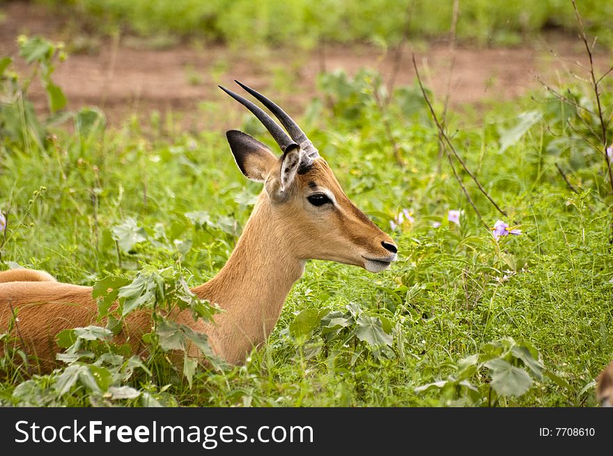 Impala In South Africa's world famous Kruger National Park