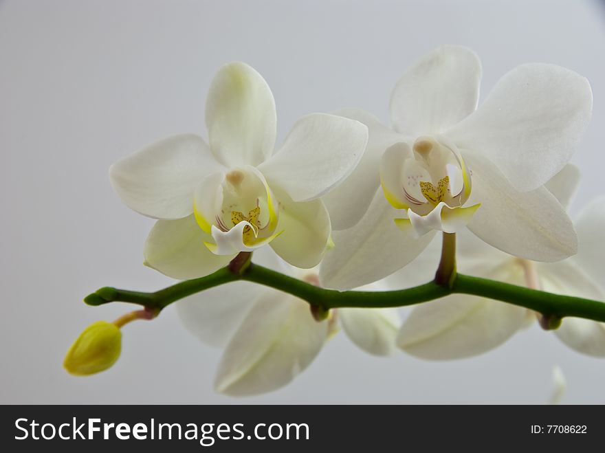 Delicate white orchids close-up. Delicate white orchids close-up