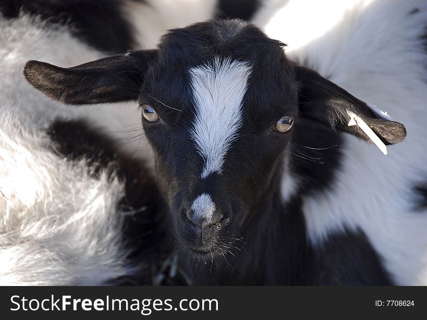 Close-up of a black and white goat's face. Close-up of a black and white goat's face.