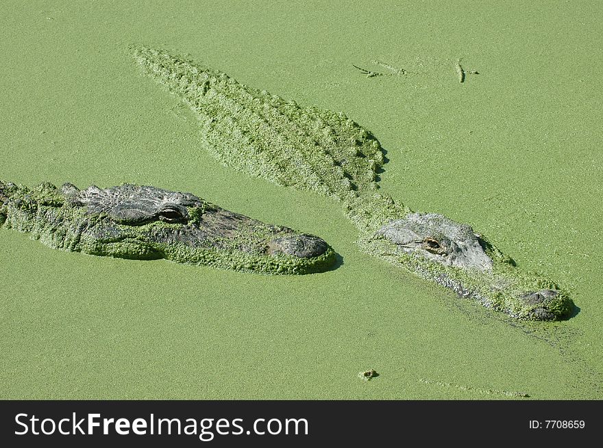 alligators swimming in swamp in everglades national park