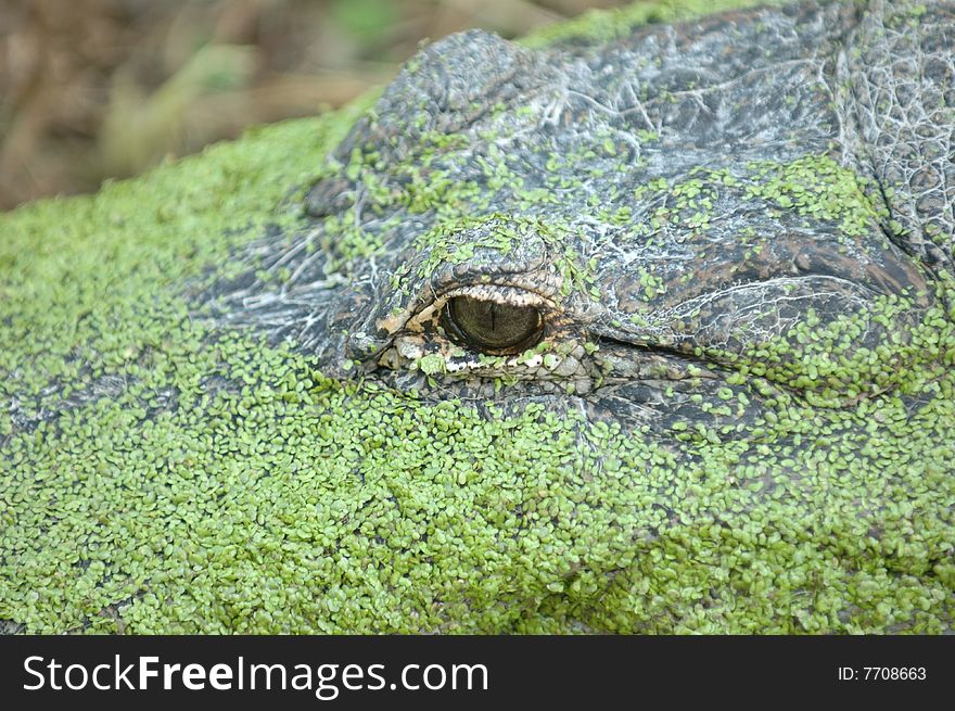 close up of alligator's aye rest chill