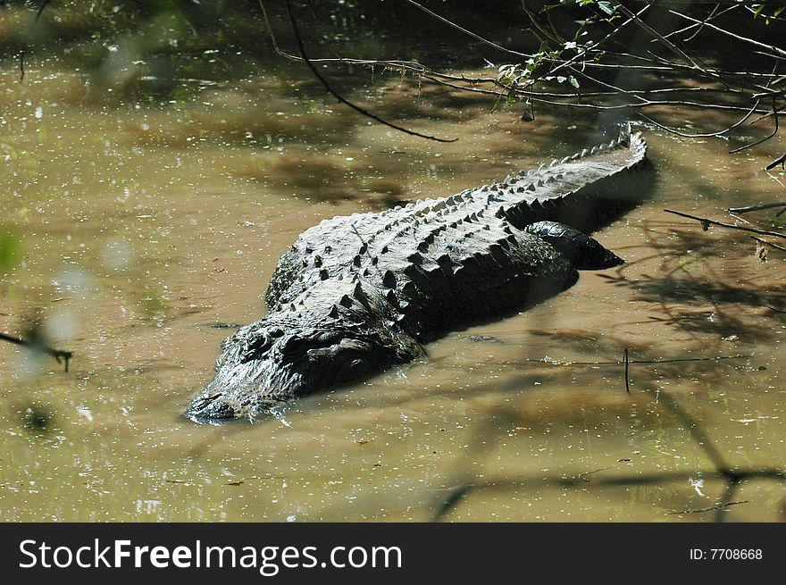 alligator swimming in river everglades national park