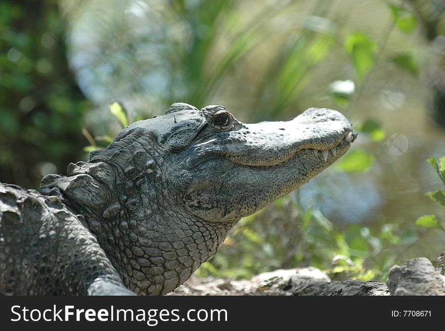 portrait of alligator resting in everglades national park