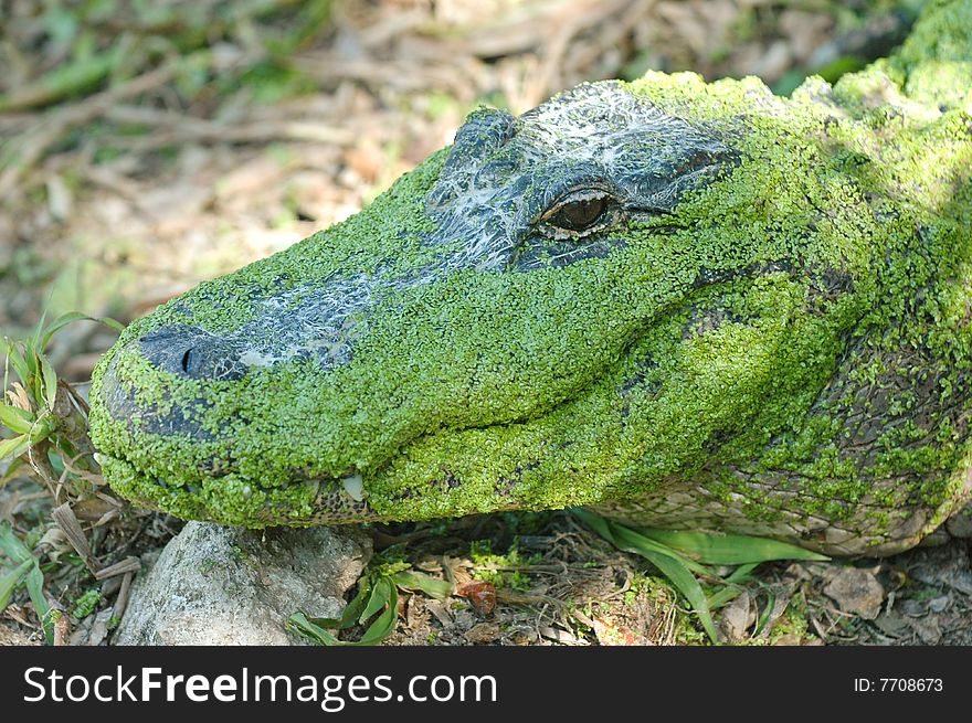 portrait of alligator resting in everglades national park