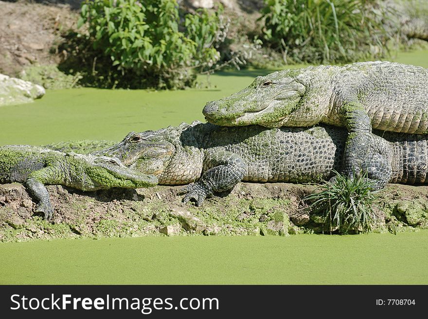 alligators resting in swamp in everglades national park