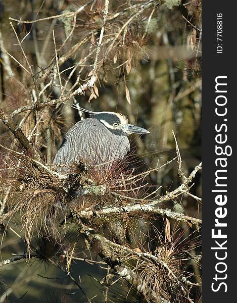 heron sleeping on brunch in everglades national park