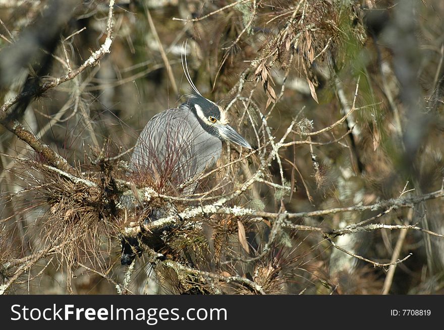 heron sleeping on brunch in everglades national park