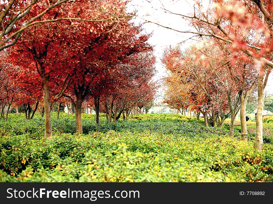 trees Colour of fall