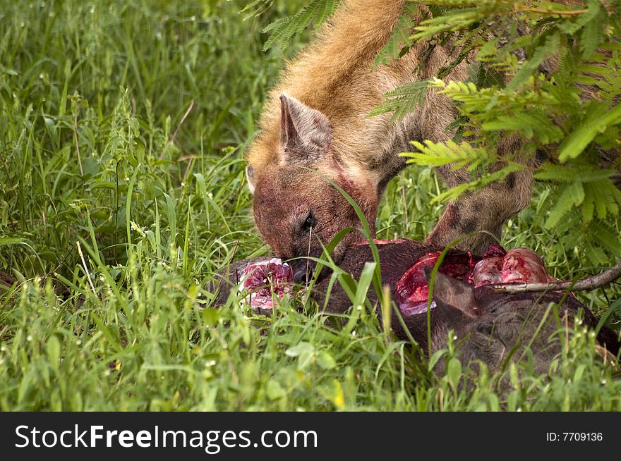 Hungry hyena eating dead animal. Hungry hyena eating dead animal