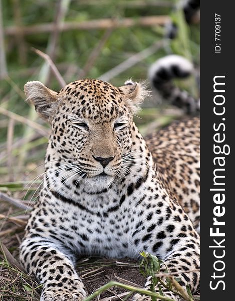 Leopard resting at Kruger national park.