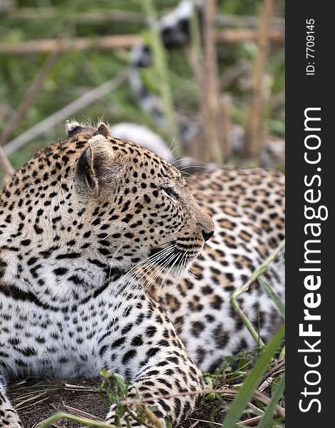 Leopard resting at Kruger national park.