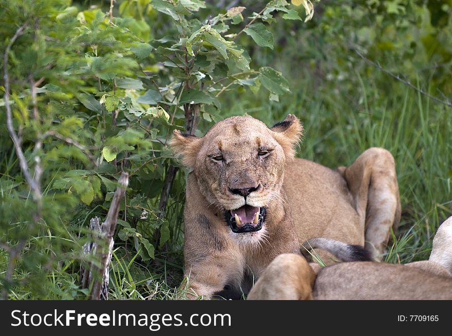 Lion family eating their prey