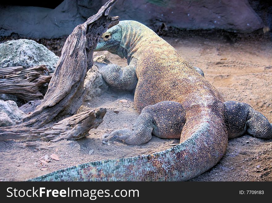 Komodo Dragon full body view