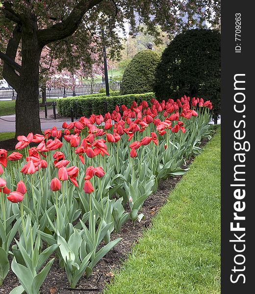 A bed of red tulips in a city park. A bed of red tulips in a city park.