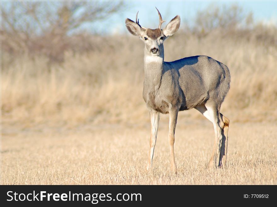 Shot of  Mule Deer Buck taken in New Mexico