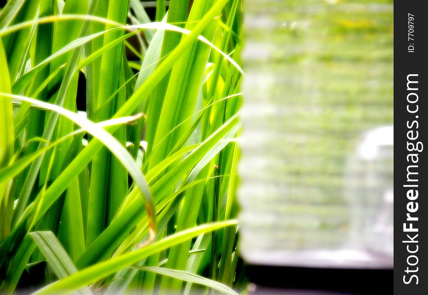 Long grass taken at the garden. Long grass taken at the garden