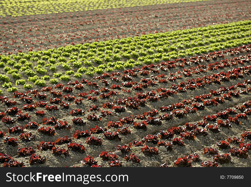 Red little baby lettuce in the fields from spain. Red little baby lettuce in the fields from spain