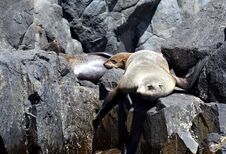 Australian Fur Seals, Tasmania, Australia Royalty Free Stock Image