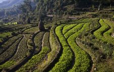 Terraces Royalty Free Stock Image Terraces Royalty Free Stock Image