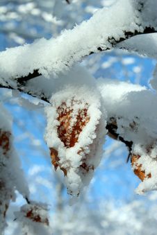 Idyllic Snowy Leaf Stock Photos Idyllic Snowy Leaf Stock Photos