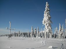 Snow On The Trees Royalty Free Stock Photo Snow On The Trees Royalty Free Stock Photo