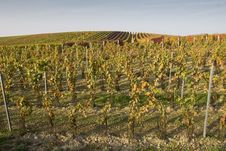 Vineyard In Autumn Stock Photography Vineyard In Autumn Stock Photography
